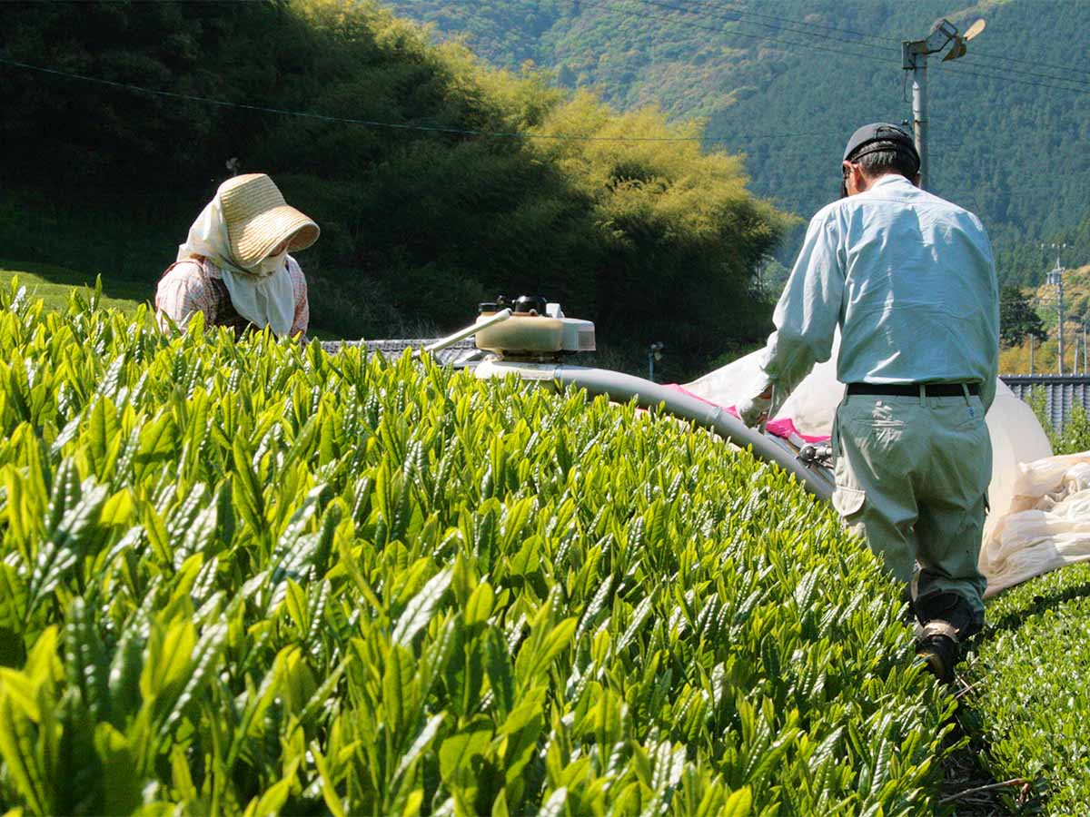 厳選された茶葉の仕入れ